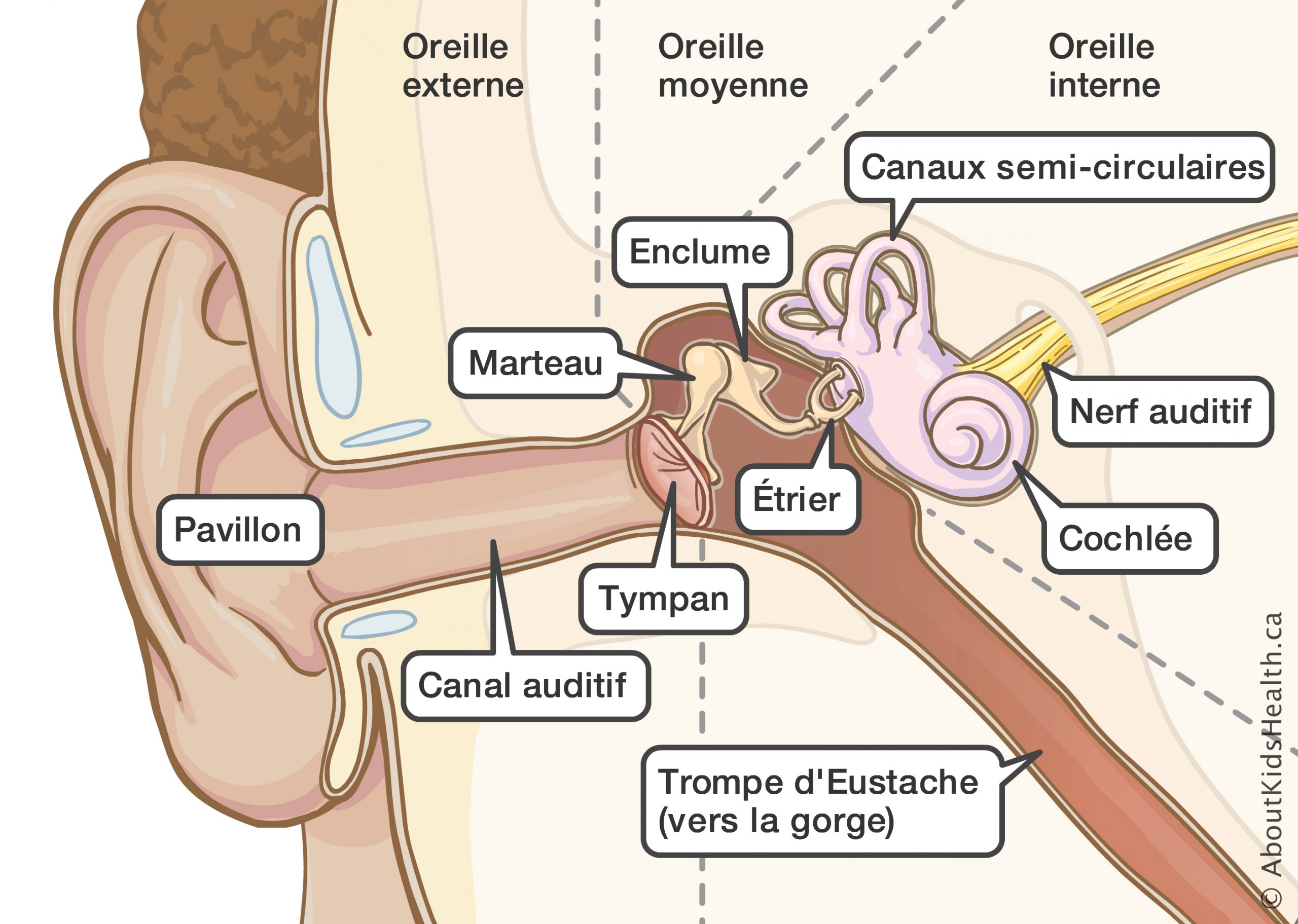 Que peut-on faire si un mal d’oreille s’est développé après un rhume ?