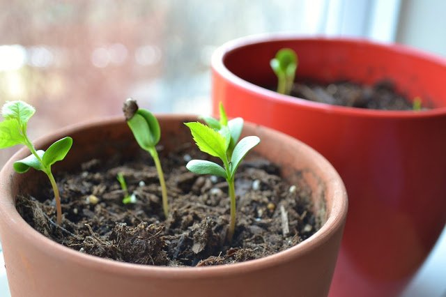 Comment obtenir les graines de citron à germer à la maison