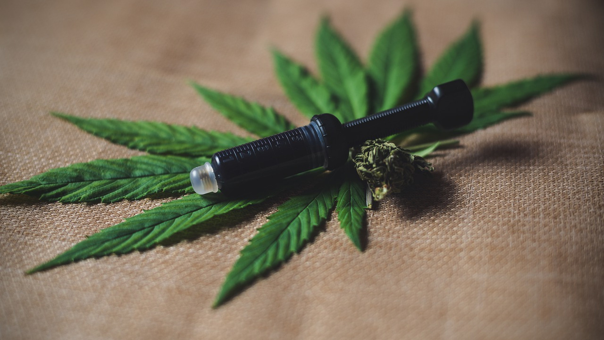 La fleur de CBD : pourquoi la consommer ?
